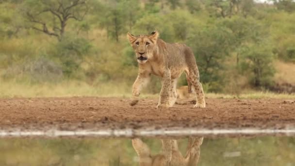 Güney Afrika Kwa Zulu Natal Daki Bir Birikintisinde Bir Aslan — Stok video