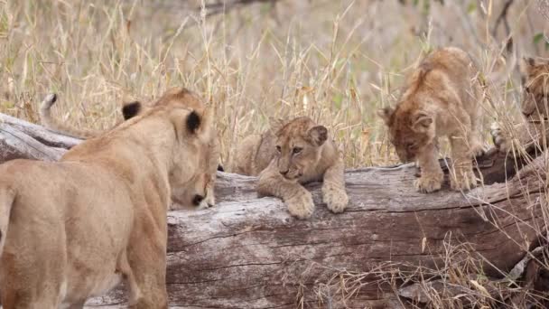博茨瓦纳马沙图野生动物保护区一头母狮和幼狮正在调查一棵倒下的树 — 图库视频影像