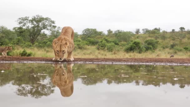 Eye Level Clip Two Lionesses Cubs Coming Drink Waterhole Zimanga — Stock Video