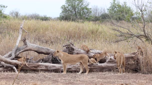 ボツワナのマシャツの倒木の近くに住む2頭の雌ライオンと子 — ストック動画