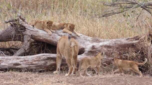 Lioness Five Cubs Investigate Hidden Creature Fallen Tree Mashatu Botswana — Stock Video