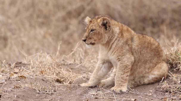 在博茨瓦纳的马沙图野生动物保护区 一只可爱的狮子宝宝从座位上站起来 走了出去 — 图库视频影像