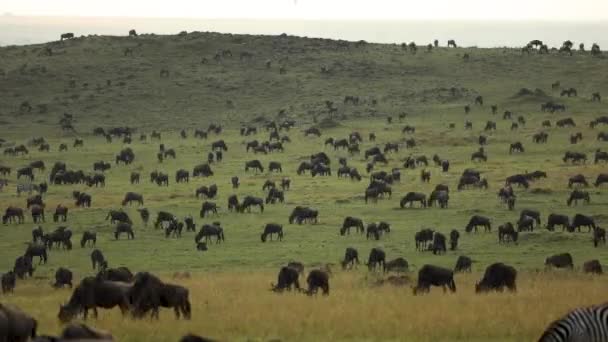 Timelapse Migliaia Gnu Pascolo Nelle Pianure Erbose Del Masai Mara — Video Stock