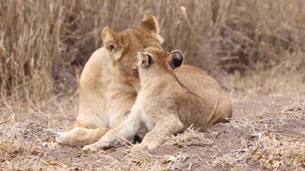 在博茨瓦纳的马沙图 一头母狮和它的幼崽先互相打扮一番 然后回头看镜头 — 图库视频影像