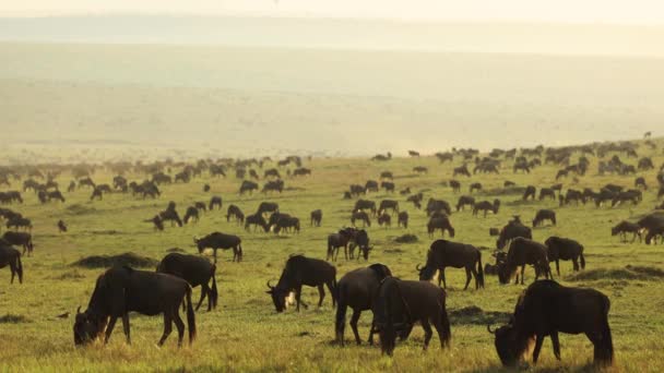 Cientos Ñus Pastando Tranquilamente Llanuras Verdes Con Luz Dorada Masai — Vídeo de stock