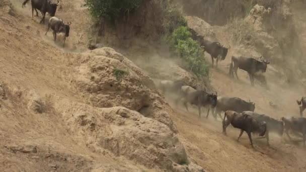 Herd Wildebeest Scrambling Steep Dusty Slope River Masai Mara Kenya — Stock Video