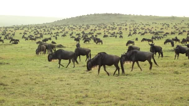 Uma Grande Manada Gnus Pastando Pacificamente Nas Planícies Gramadas Masai — Vídeo de Stock