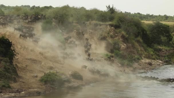 Zpomalený Klip Stáda Pakoňů Sjíždějících Zaprášeném Svahu Řeky Masai Mara — Stock video