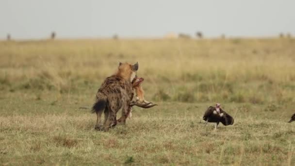 Una Hiena Manchada Alejándose Pasando Buitres Con Asesinato Robado Masai — Vídeos de Stock