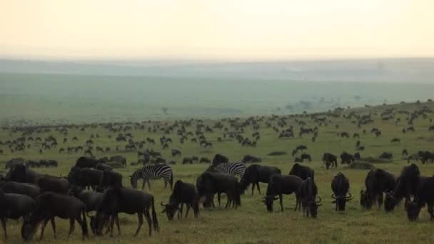 Čas Vypršel Obrovským Stádem Pakoňů Pasoucích Rozlehlých Pláních Masai Mary — Stock video