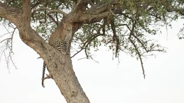 Леопард Сидить Дереві Оглядає Рівнини Масаї Мара Кенія — стокове відео