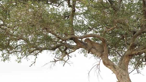 木に横たわるヒョウはケニアのマサイマラの枝に爪をシャープにします — ストック動画