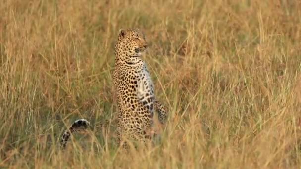 Leopardo Caccia Seduto Posizione Eretta Nell Erba Alta Del Masai — Video Stock