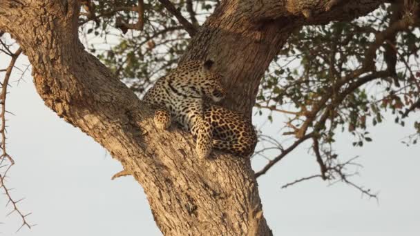 Leopardo Suo Agio Nel Bivio Albero Masai Mara Kenya — Video Stock
