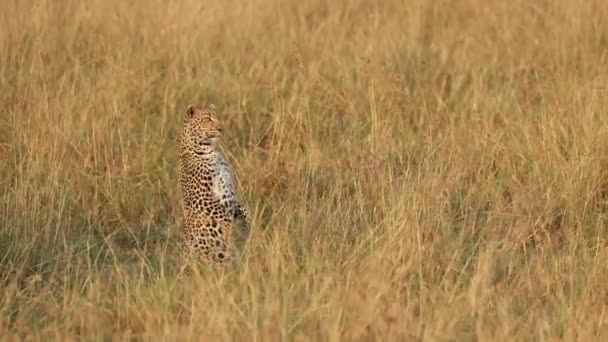 Leopard Sitter Upprätt Sina Bakben För Att Över Det Långa — Stockvideo