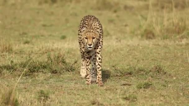 Ein Gepard Geht Auf Die Kamera Bevor Sich Der Masai — Stockvideo