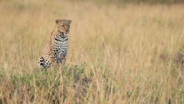 Тревожный Леопард Сидит Наблюдает Слушает Высокой Золотой Траве Масаи Мара — стоковое видео