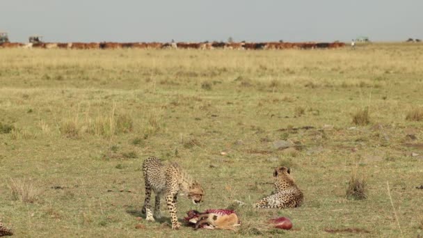 在肯尼亚的Masai Mara 三头猎豹被杀 牛被赶过 一辆越野车驶近 — 图库视频影像