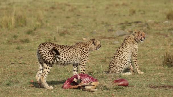 Dva Mladí Ostražití Gepardi Vraždou Masai Mara Keňa — Stock video