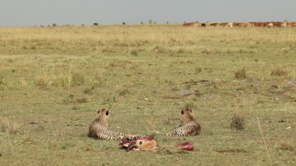 Dwóch Młodych Gepardów Leżących Zabitymi Patrzących Jak Krowy Przechodzą Oddali — Wideo stockowe