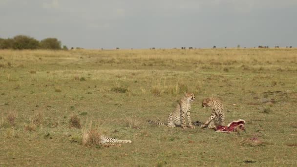 Gruba Hiena Kradnąca Świeże Zabójstwo Trzem Młodym Gepardom Masai Mara — Wideo stockowe