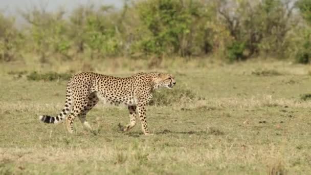 Gepard Spacerujący Świetle Bocznym Leżący Trawie Masai Mara Kenia — Wideo stockowe