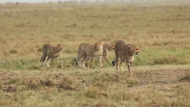 Čtyři Opatrní Mladí Gepardi Procházející Masai Mara Keňa — Stock video