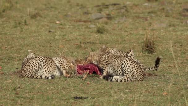 Трое Молодых Гепардов Питаются Трупом Масаи Мара Кения — стоковое видео