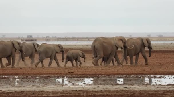 Національному Парку Амбоселі Кенія Стадо Диких Слонів Проходить Мимо Мілкої — стокове відео