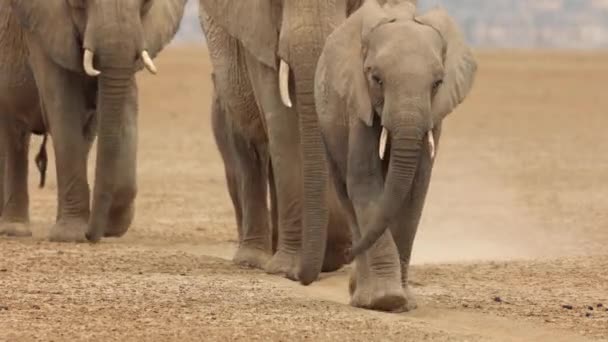 Cortado Clipe Uma Linha Elefantes Seus Jovens Andando Através Câmera — Vídeo de Stock