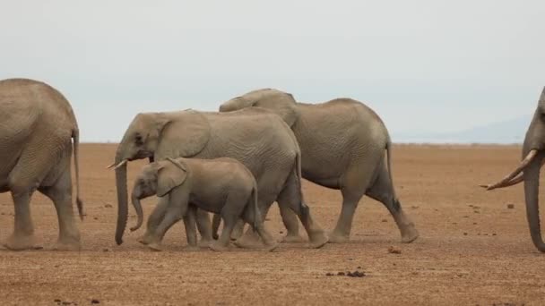 Stádo Slonů Dětmi Pochoduje Přes Zaprášené Pláně Amboseli Keni — Stock video