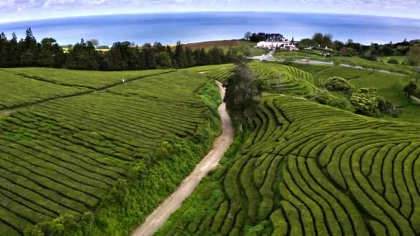 Gorreana Tea Plantation Factory Azores Coast Aerial View — Stock Video