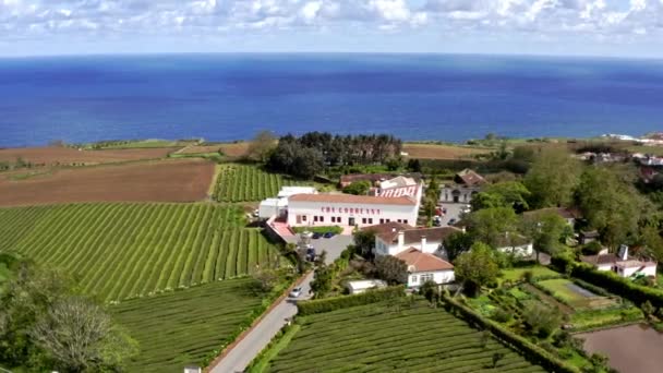 Route Long Côte Usine Plantation Thé Gorreana Açores Aérienne — Video