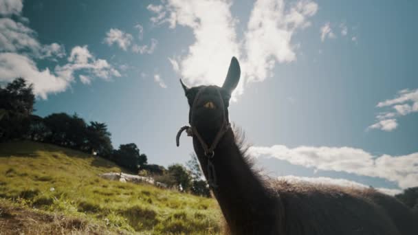 Одомашненный Лама Камилид Горах Анд Эквадоре Южная Америка Закрыть — стоковое видео