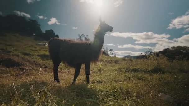 Lama Mâcher Herbe Sur Terrain Pendant Journée Équateur Large — Video