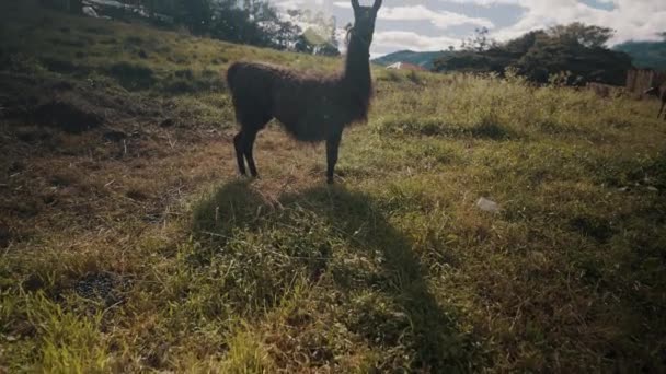 View Llama Standing Field Sunny Day Ecuador Wide — Stock Video