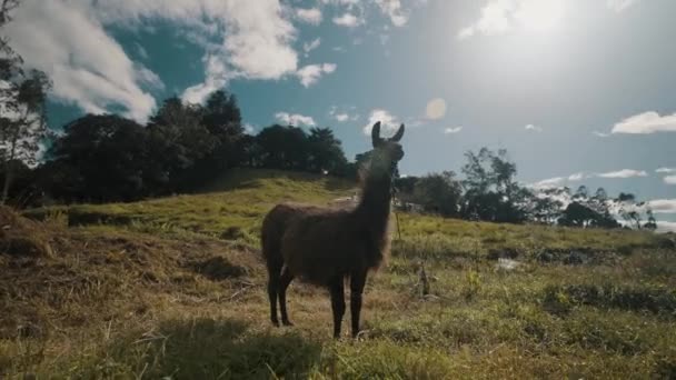 Llama Staande Meadow Genieten Van Middagzon Breed — Stockvideo