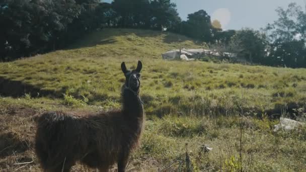 Brown Llama Prado Relvado Região Andina América Sul Perto — Vídeo de Stock