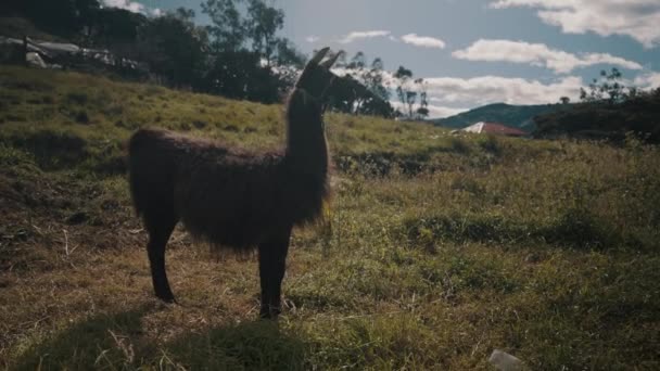 Lama Guanicoe Staat Tegen Het Zonlicht Countryside Mountains Opgeklapt — Stockvideo
