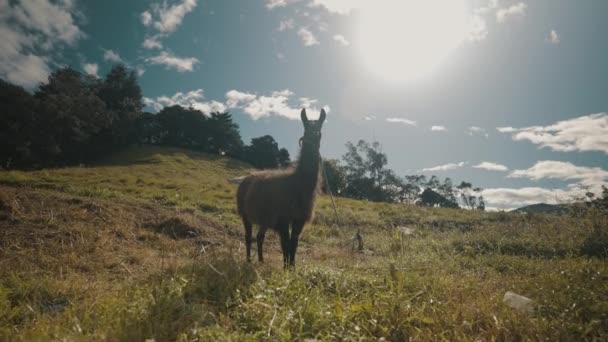 Retrato Una Llama Peruana Día Soleado Campo Montañoso Los Andes — Vídeo de stock
