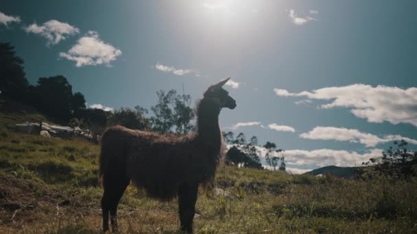 Llama Camelid Pie Las Montañas Herbáceas Los Andes América Del — Vídeos de Stock