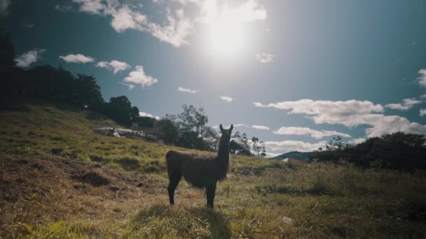 Wild Guanaco Llama Animal Montanhas Ensolaradas América Sul Ampliar — Vídeo de Stock