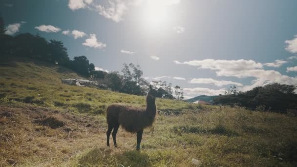 Lama Debout Soleil Dans Champ Agricole Équateur Large — Video