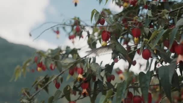 ティリアン メタルテール ハンミングバード フィード カリアンザ メガパモカの花 — ストック動画