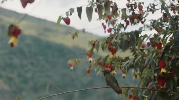 Flying Metaltail Hummingbird Perch Small Branch Abutilon Megapotamicum Plant Inglés — Vídeos de Stock