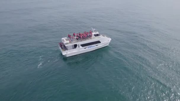 Wycieczka Coolangatta Whale Watch Goście Riding Whale Oglądanie Catamaran Cruising — Wideo stockowe