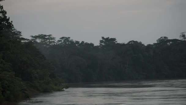 Floden Omgiven Grönskande Vegetation Amazonas Regnskog Ecuador Statisk — Stockvideo