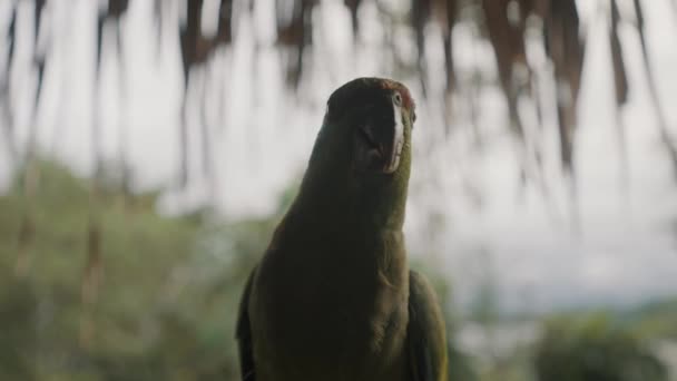 Festive Amazone Perroquet Oiseau Dans Forêt Amazonienne Equateur Amazona Festiva — Video