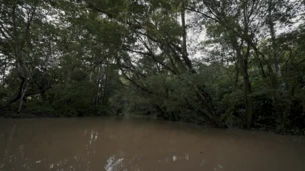 Ruskea Rauhallinen Jokivesi Ecuadorin Trooppisessa Sademetsässä Kallistus — kuvapankkivideo