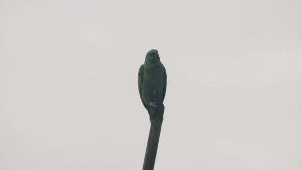 喜庆的鹦鹉栖息在灰蒙蒙的天空下的森林顶上然后飞走 低角度 — 图库视频影像